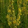 SAFLAX - Heilpflanzen - Großblumige Königskerze - 500 Samen - Verbascum densiflorum Bild 3
