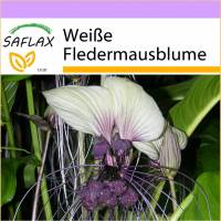 SAFLAX - Weiße Fledermausblume - 10 Samen - Tacca integrifolia Bild 1