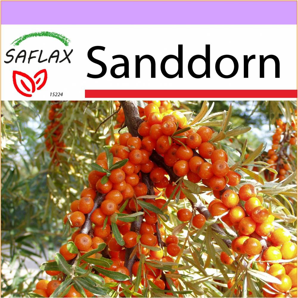 SAFLAX - Heilpflanzen - Sanddorn - 40 Samen - Hippophae rhamnoides Bild 1