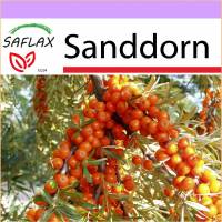 SAFLAX - Heilpflanzen - Sanddorn - 40 Samen - Hippophae rhamnoides Bild 1