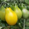 SAFLAX - BIO - Tomate - Yellow Submarine - 10 Samen - Solanum lycopersicum Bild 3