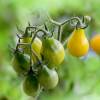 SAFLAX - BIO - Tomate - Yellow Submarine - 10 Samen - Solanum lycopersicum Bild 4