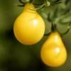 SAFLAX - BIO - Tomate - Yellow Submarine - 10 Samen - Solanum lycopersicum Bild 6