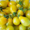 SAFLAX - BIO - Tomate - Yellow Submarine - 10 Samen - Solanum lycopersicum Bild 8