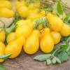 SAFLAX - BIO - Tomate - Yellow Submarine - 10 Samen - Solanum lycopersicum Bild 9