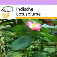 SAFLAX - Wasserpflanzen - Indische Lotusblume - 8 Samen - Nelumbo nucifera Bild 1