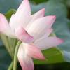 SAFLAX - Wasserpflanzen - Indische Lotusblume - 8 Samen - Nelumbo nucifera Bild 3
