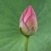 SAFLAX - Wasserpflanzen - Indische Lotusblume - 8 Samen - Nelumbo nucifera Bild 4