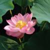 SAFLAX - Wasserpflanzen - Indische Lotusblume - 8 Samen - Nelumbo nucifera Bild 5