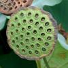 SAFLAX - Wasserpflanzen - Indische Lotusblume - 8 Samen - Nelumbo nucifera Bild 6