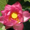 SAFLAX - Wasserpflanzen - Indische Lotusblume - 8 Samen - Nelumbo nucifera Bild 7