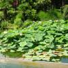 SAFLAX - Wasserpflanzen - Indische Lotusblume - 8 Samen - Nelumbo nucifera Bild 8