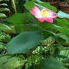 SAFLAX - Wasserpflanzen - Indische Lotusblume - 8 Samen - Nelumbo nucifera Bild 9