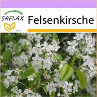 SAFLAX - Felsenkirsche - 30 Samen - Prunus mahaleb Bild 1
