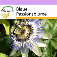 SAFLAX - Blaue Passionsblume - 25 Samen - Passiflora caerulea Bild 1