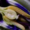 SAFLAX - Blaue Passionsblume - 25 Samen - Passiflora caerulea Bild 3
