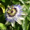 SAFLAX - Blaue Passionsblume - 25 Samen - Passiflora caerulea Bild 5