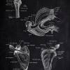 The Shoulder - Patent-Style - Anatomie-Poster Bild 2