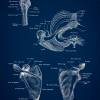 The Shoulder - Patent-Style - Anatomie-Poster Bild 3