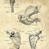 The Shoulder - Patent-Style - Anatomie-Poster Bild 4