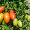 SAFLAX - BIO - Tomate - Roma - 15 Samen - Solanum lycopersicum Bild 4