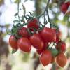 SAFLAX - BIO - Tomate - Roma - 15 Samen - Solanum lycopersicum Bild 6