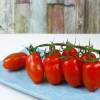 SAFLAX - BIO - Tomate - Roma - 15 Samen - Solanum lycopersicum Bild 9
