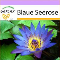 SAFLAX - Wasserpflanzen - Blaue Seerose - 15 Samen - Nymphaea nouchali Bild 1