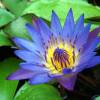 SAFLAX - Wasserpflanzen - Blaue Seerose - 15 Samen - Nymphaea nouchali Bild 3