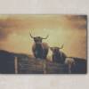 Hochlandrind Schottland Leinwand Druck Fotografie 40x30cm Wanddeko Wandbild Bild 3