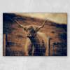 Galloway Rind Hochlandrind Schottland Leinwand Druck Fotografie 40x30cm Wanddeko Wandbild Bild 4