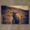 Galloway Rind Hochlandrind Schottland Leinwand Druck Fotografie 40x30cm Wanddeko Wandbild Bild 6
