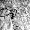 Birke Baum Winterbirke Naturfotografie schwarz-weiß, harmonisches Wandbild, Dekoration für die Schlafzimmerwand, 30 x 20 cm und 45 x 30 cm Bild 3