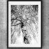 Birke Baum Winterbirke Naturfotografie schwarz-weiß, harmonisches Wandbild, Dekoration für die Schlafzimmerwand, 30 x 20 cm und 45 x 30 cm Bild 4