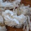 50 Gramm gelockte Wolle vom Bluefaced Leicester Bild 7