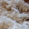 50 Gramm gelockte Wolle vom Bluefaced Leicester Bild 8