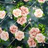 Baumwolljersey Stoffe Blumen rosafarbene Rosenblüten mit Blättern auf grau mit geometrischem Muster Öko Tex Bild 3