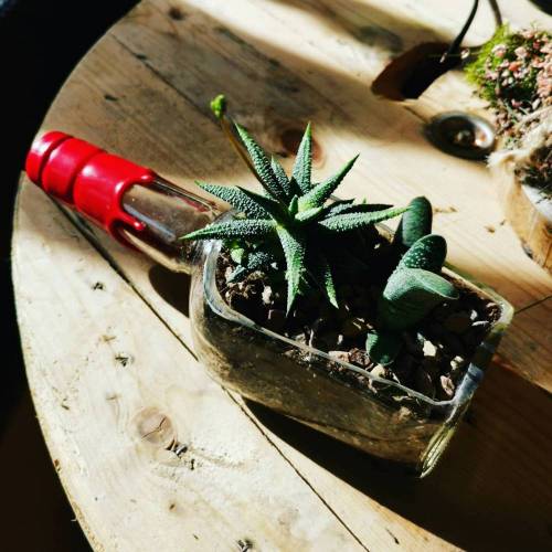 Steingarten in der Flasche