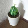 Eifrosch Kaktus, Froschfigur, kleiner Frosch, Froschplastik, Mini Frosch, Ei, kleine Skulptur, Sukkulente, Kaktusfrosch,  witzige Skulptur Bild 4