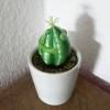 Eifrosch Kaktus, Froschfigur, kleiner Frosch, Froschplastik, Mini Frosch, Ei, kleine Skulptur, Sukkulente, Kaktusfrosch,  witzige Skulptur Bild 7