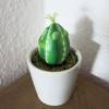 Eifrosch Kaktus, Froschfigur, kleiner Frosch, Froschplastik, Mini Frosch, Ei, kleine Skulptur, Sukkulente, Kaktusfrosch,  witzige Skulptur Bild 8