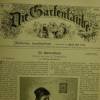 Die Gartenlaube, Jahrgang  1894 - Illustriertes Familienblatt, 892 Seiten mit vielen Abb Bild 3