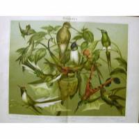 1897 Farblithographie-  Kolibris. ,schöne Doppelseite mit verschiedenden Vögeln. Bild 1