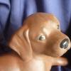 Schokobrauner Labrador,Keramikfigur,Hund,Deco,Welpe Bild 5