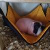 Hängematten-Set für Nager Ratten Meerschweinchen Aqua dunkel-Pink Bild 3