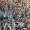 50 Gramm Leicester Longwool 16-20 cm, Puppenhaar, zum Spinnen, Filzen, Basteln Bild 2