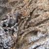 50 Gramm Leicester Longwool 16-20 cm, Puppenhaar, zum Spinnen, Filzen, Basteln Bild 3