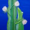 Kaktusfrosch Leinwanddruck, Kaktus, Kaktus Bild, Kakteen, Sukkulenten, witziges Bild, Bild als Geschenk, Frosch, Froschbild, Kinderzimmer Bild 3