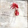 HAHN RUSTIKAL Tierbild Vogel im Landhausstil auf Holz Leinwand Kunstdruck Vintage Style Shabby Chic Onlineshop Bild 6