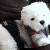 Pullover für kleine Hunde Hellgrau Grau Pink Anthrazit gestrickt Wolle Lana Grossa Colorblocking Rückenlänge 26 cm Bild 8